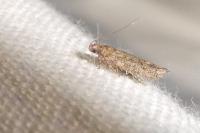 Scrobipalpa