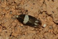 Recurvaria leucatella