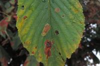 Cameraria ohridella
