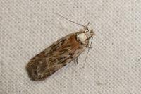 Depressaria floridella