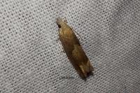 Eucosma conterminana