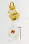 Eucosma conterminana