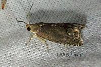 Cydia splendana