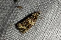 Celypha lacunana