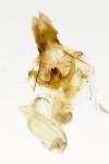 Celypha lacunana