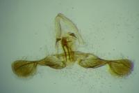 Grapholita jungiella