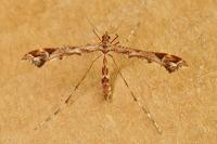 Amblyptilia acanthadactyla