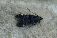 Dichomeris alacella