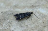 Dichomeris alacella