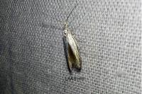 Coleophora zelleriella