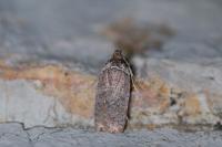 Agonopterix cnicella