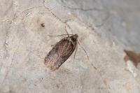 Agonopterix cnicella