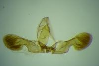 Grapholita larseni