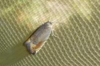 Grapholita larseni
