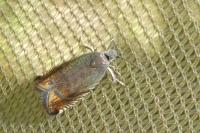 Grapholita larseni