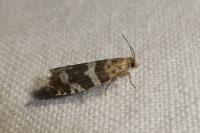 Epinotia fraternana