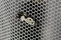 Ethmia quadrillella