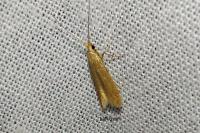 Coleophora lutipennella