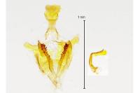 Coleophora lutipennella