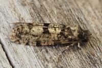 Morophaga morella