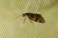Argyrotaenia ljungiana