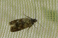Aethes margarotana