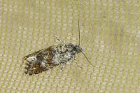 Aethes margarotana