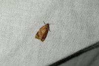 Ditula angustiorana