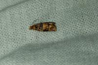 Lobesia botrana/reliquana