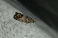 Cydia fagiglandana/splendana