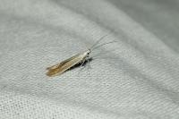 Coleophora