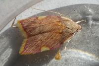 Carcina quercana