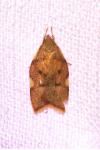 Carcina quercana