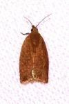 Clepsis consimilana