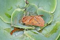 Triodia sylvina