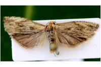 Eucosma cana
