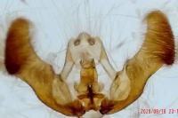 Eucosma cana