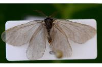 Rebelia plumella surientella