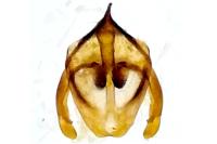 Rebelia plumella surientella
