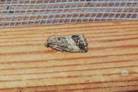 Cydia splendana