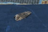 Cydia splendana