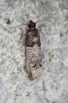 Notocelia incarnatana
