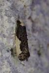 Monopis monachella