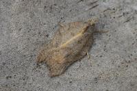 Acleris emargana