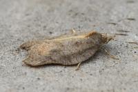 Acleris emargana