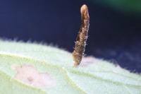 Coleophora albitarsella
