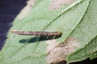 Coleophora albitarsella