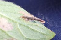 Coleophora albitarsella