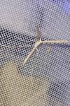 Agdistis