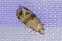 Phalonidia contractana